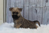 AKC Registered Cairn Terrier For Sale Millersburg OH Male-Asher