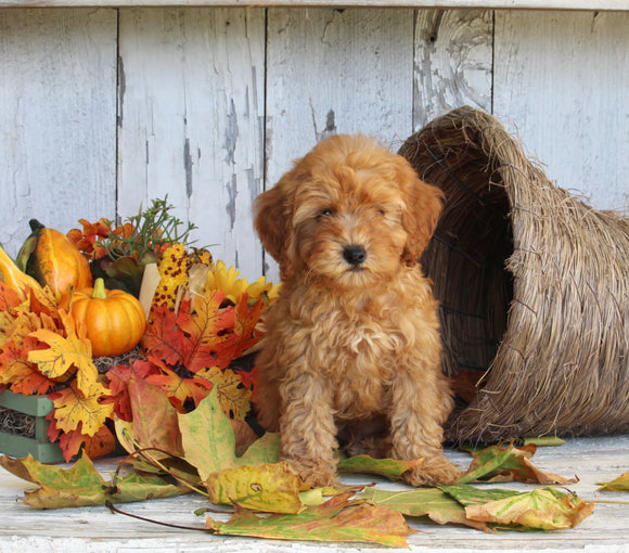 AKC Registered Toy Poodle For Sale Millersburg OH Male-Teddy