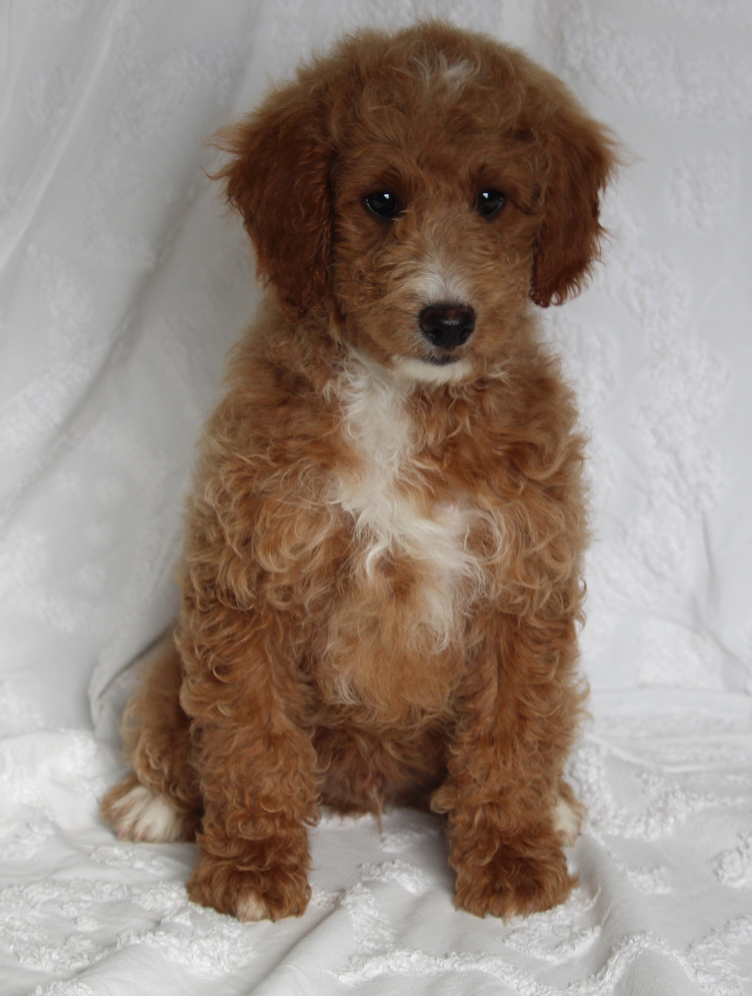 F1BB Mini Goldendoodle For Sale Sugarcreek OH MalePaddy AC Puppies LLC