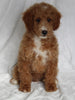 F1BB Mini Goldendoodle For Sale Sugarcreek OH Male-Paddy