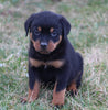 AKC Registered Rottweiler For Sale Sugarcreek OH Male-Rosco