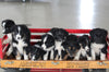 Litter Of Border Collie Australian Shepherd Mix For Sale Millersburg OH