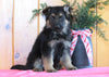 AKC Registered German Shepherd For Sale Millersburg, OH Male- Blake
