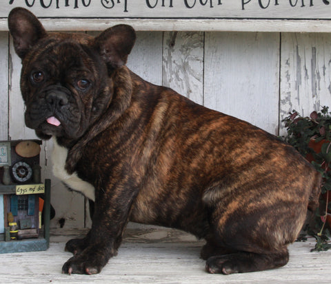 AKC Registered French Bulldog For Sale Millersburg OH -Male Max