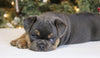 AKC Registered French Bulldog For Sale Fredericksburg OH Male-Winston