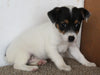 Jack Russel Puppy For Sale Fredericksburg OH Female-Penny
