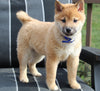 AKC Registered Shiba Inu For Sale Dundee OH Male-Toby