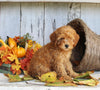 AKC Registered Toy Poodle For Sale Millersburg OH Male-Teddy
