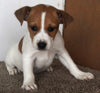 Jack Russel Puppy For Sale Fredericksburg OH Female-Coco