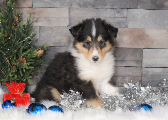 AKC Registered Collie (Lassie) For Sale Fredericksburg, OH Male- Dan