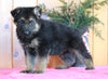 AKC Registered German Shepherd For Sale Millersburg, OH Male- Blake