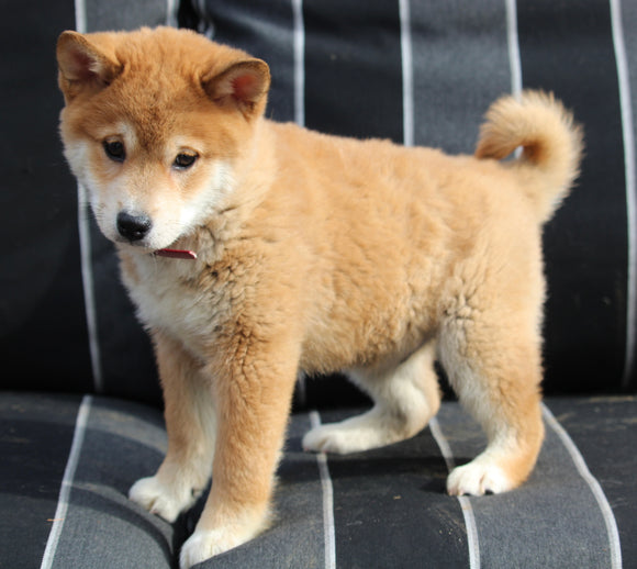 AKC Registered Shiba Inu For Sale Dundee OH Male-Teddy
