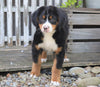 AKC Registered Bernese Mountain Dog For Sale Millersburg, OH Female- Sadie