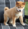 AKC Registered Shiba Inu For Sale Dundee OH Male-Teddy