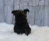 AKC Registered Cairn Terrier For Sale Millersburg OH Female-Amber