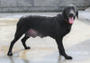 Labrador Retriever Mix For Sale Fredericksburg OH Female-Chloe