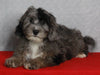 Mini Sheepadoodle For Sale Millersburg OH Female-Gloria