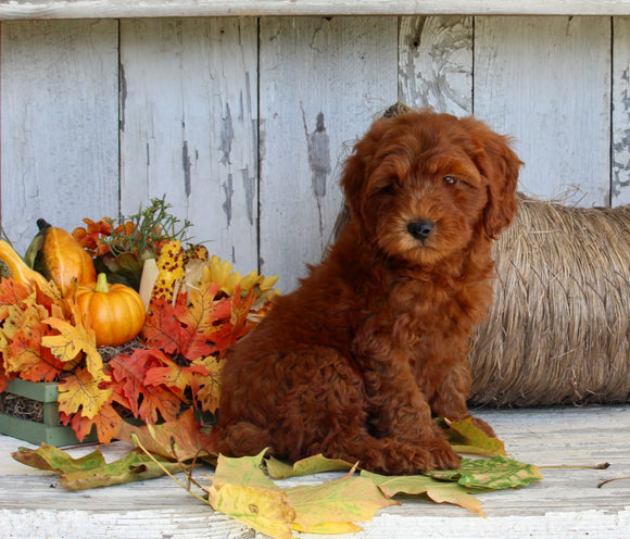 AKC Registered Mini Poodle For Sale Millersburg OH Male-Charles