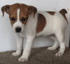 Jack Russel Puppy For Sale Fredericksburg OH Female-Coco