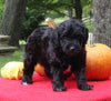 Mini Aussiedoodle For Sale Sugarcreek Oh Male-Midnight