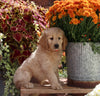 Goldendoodle For Sale Sugarcreek OH Female-Bailey