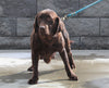 Labrador Retriever Mix For Sale Fredericksburg, OH Female- Cathy