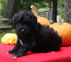 Mini Aussiedoodle For Sale Sugarcreek Oh Male-Midnight