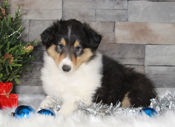 AKC Registered Collie (Lassie) For Sale Fredericksburg, OH Male- Bo
