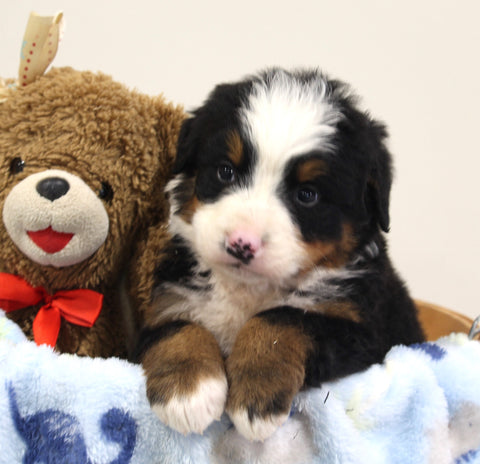 AKC Registered Bernese Mountain Dog For Sale Brinkhaven OH Male-Arnold