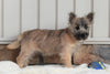 AKC Registered Cairn Terrier For Sale Millersburg, OH Female- Darla