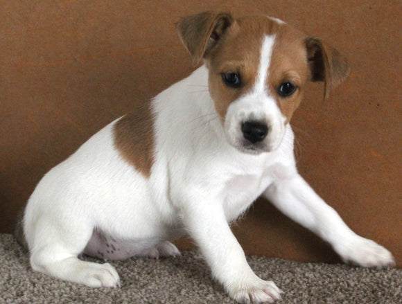 Jack Russel Puppy For Sale Fredericksburg OH Female-Coco