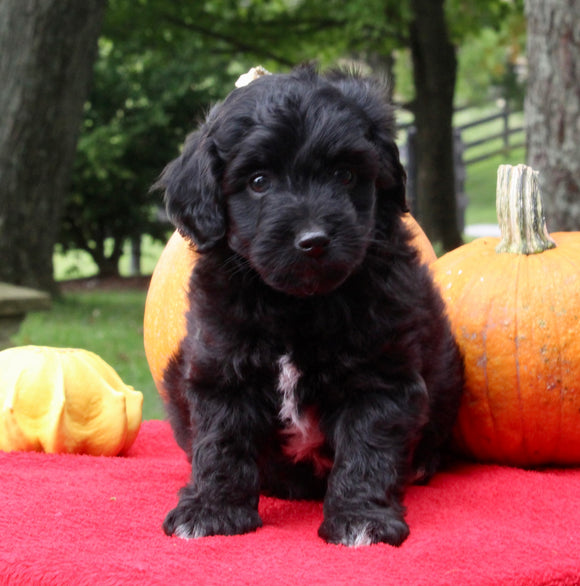 Mini Aussiedoodle For Sale Sugarcreek Oh Male-Midnight
