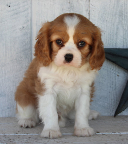 AKC Registered Cavalier For Sale Millersburg OH Male-Archie