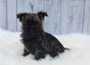 AKC Registered Cairn Terrier For Sale Millersburg OH Female-Amber