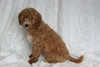 F1BB Mini Goldendoodle For Sale Sugarcreek OH Female-Posy