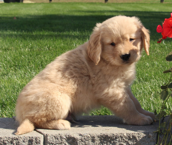 AKC Registered Golden Retriever For Sale Millersburg OH Male-Patrick