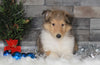AKC Registered Collie (Lassie) For Sale Fredericksburg, OH Male- Charlie