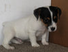 Jack Russel Puppy For Sale Fredericksburg OH Male-Teddy