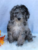 Mini Sheepadoodle For Sale Millersburg OH Male-George