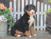 AKC Registered Bernese Mountain Dog For Sale Millersburg, OH Female- Sadie