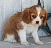 AKC Registered Cavalier For Sale Millersburg OH Male-Archie