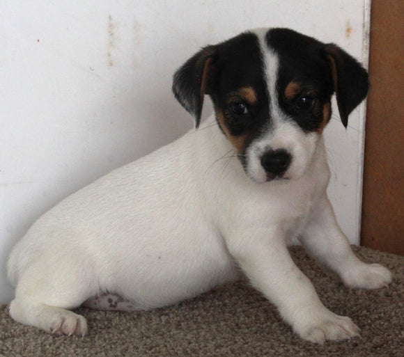 Jack Russel Puppy For Sale Fredericksburg OH Male-Teddy
