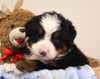 AKC Registered Bernese Mountain Dog For Sale Brinkhaven OH Male-Arnold