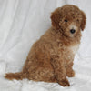 F1BB Mini Goldendoodle For Sale Sugarcreek OH Female-Posy