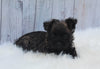 AKC Registered Cairn Terrier For Sale Millersburg OH Female-Chloe