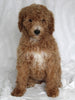 F1BB Mini Goldendoodle For Sale Sugarcreek OH Female-Posy