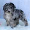 Mini Sheepadoodle For Sale Millersburg OH Male-George