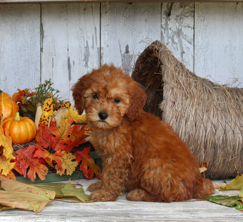AKC Registered Toy Poodle For Sale Millersburg OH Male-Rocky