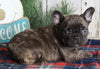 AKC Registered French Bulldog For Sale Millersburg OH Male-Rocky