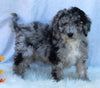 Mini Sheepadoodle For Sale Millersburg OH Male-George